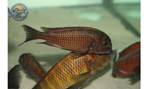 Petrochromis Tropheus Quarantaine